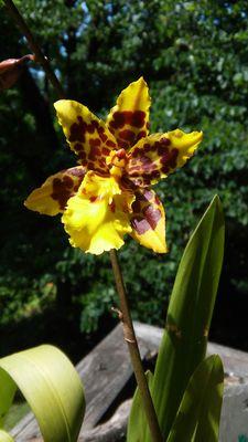 Flower in bloom at Juan Oyola Massage Asheville.