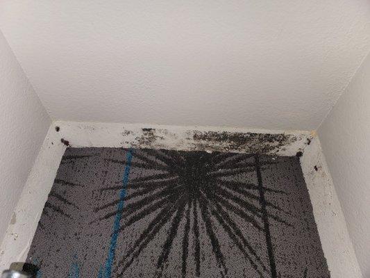 Mold in the rooms