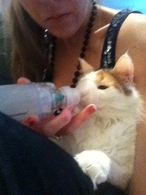 Remy the asthmatic cat and her inhaler! I think it's fair to say she is still alive thanks to Dr. Mark.