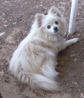 Lost Aug. 7th, 15yr. old white Pomeranian.  Hard of hearing & skittish. Her name is Honey. please call 209-480-4931.