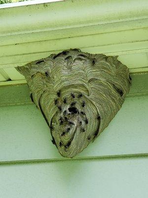 Hornet nest