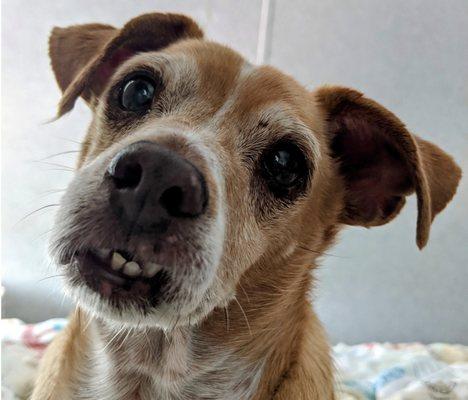 My dog, Mike, can't believe this vet won't help him during the Hurricane Ian crisis. He lost his home too and needs help.