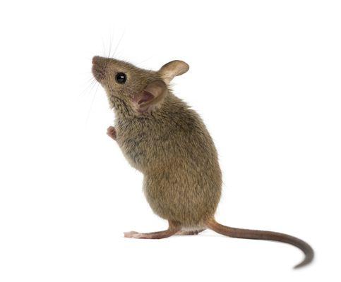 Mouse in the house? Call us today for Menifee Valley Mouse pest control.