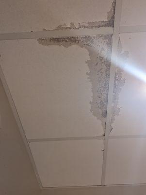 Mold growing on ceiling tiles (CAC Flatirons - in Boulder, CO)