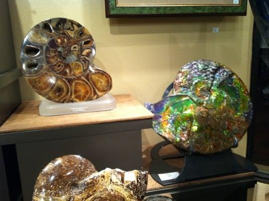 Ammonite art. history.