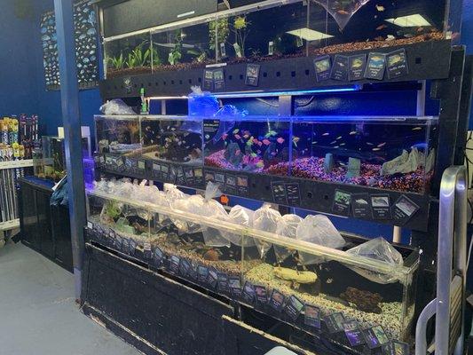 This is the whole selection of freshwater fish they have