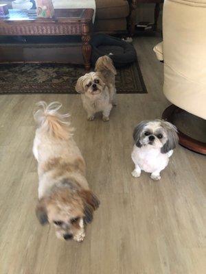 Charlie, Winston and Bella went to dirty dog grooming in Bradenton. The ladies did a great job!