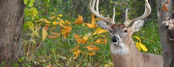 Iowa Land Management And Real Estate