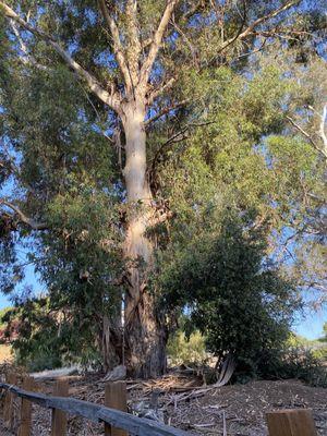 Huge eucalyptus tree at the gate 5/16/2021