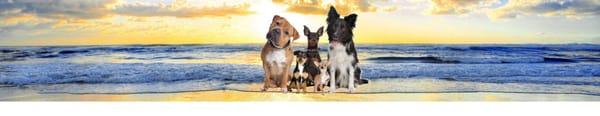 www.homedogtrainingneflorida.com