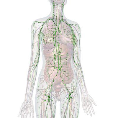 Lymphatic system