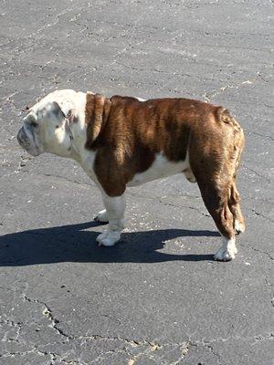 Bulldog