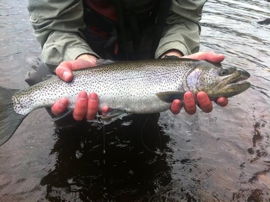 Cutthroat Trout