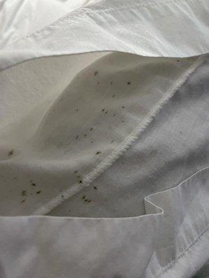 Mold on pillows