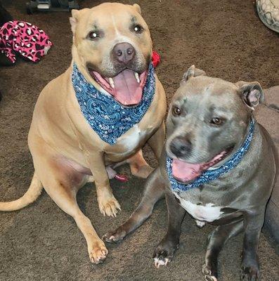 2 out of 3 Mr. Bears and Smokey's first Spa day and they look so handsome.