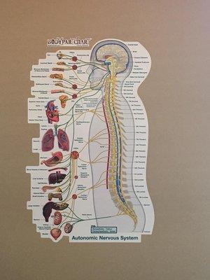 Autonomic Nervous System