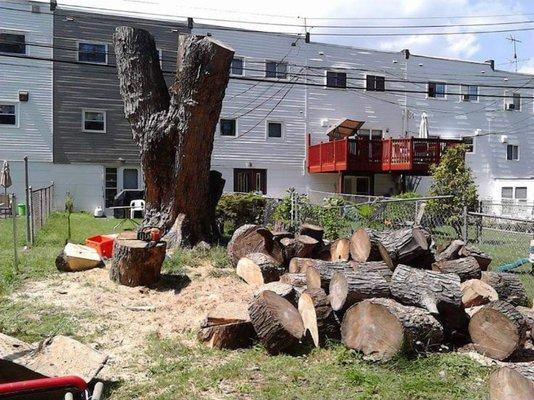 Tree removal