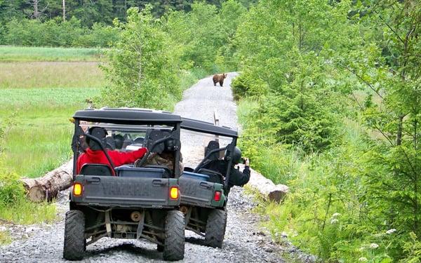 Alaska Coastal Brown Bears use the trails too.