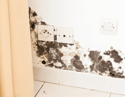 Gross and potentially dangerous mold growth.