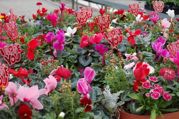 Valentine's Day Color Bowls