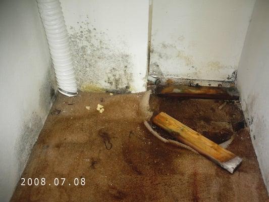 The Avante Apartment Homes in Kent, WA is managed by Longwell Company.  Gross...  that's mold!