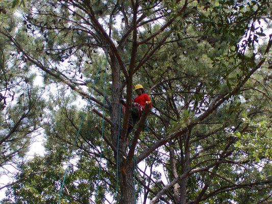 Worker in tree