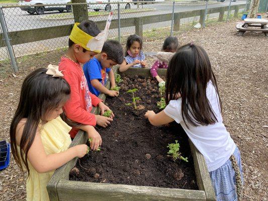 Gardening Time at Hillsborough Preschool