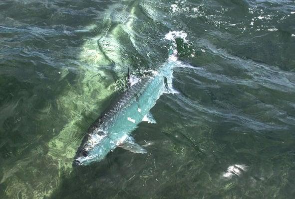 Tarpon