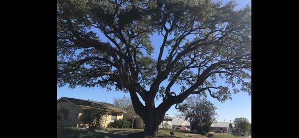 Bubba's Tree Service