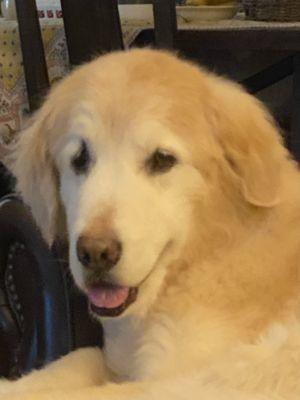 Lexi- 12 year old Golden Retriever!!