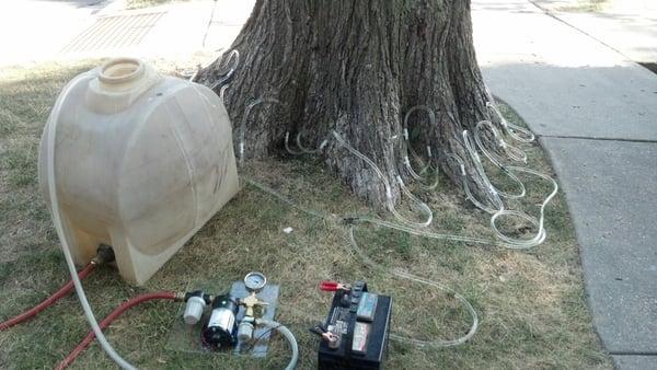 Dutch Elm Disease prevention on a parkway American Elm tree in Winnetka.