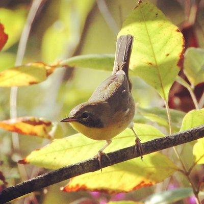 Common Yellowthroat