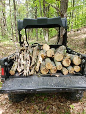 Gathering up some wood for the campfire.