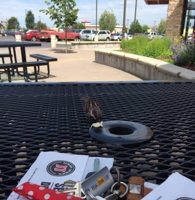 Sharing my bread with the birds. They are hungry too!!!