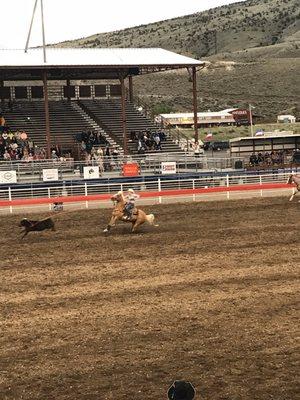 Cattle roping