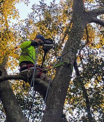 Tree trimming