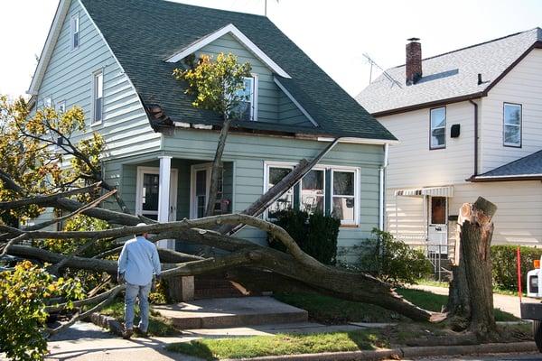 Deltona Tree Arbors