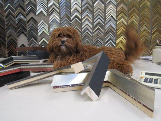 Moe will help you with all your picture framing needs!