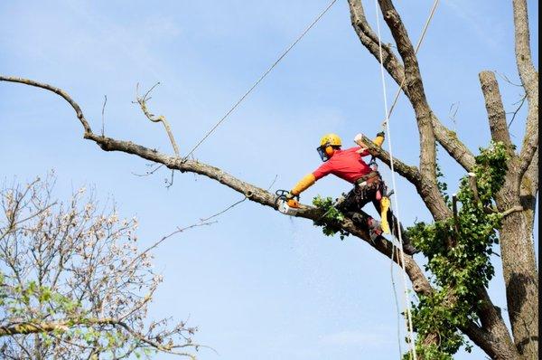 Tree Services Annapolis