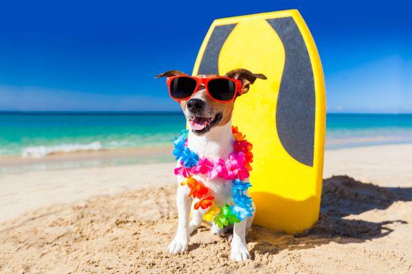 Pets are passengers, too!  We are pet friendly!!  Why not bring your entire family on your next vacation! Call today for more details!