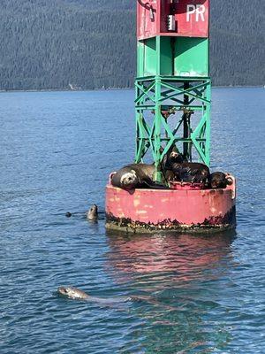 Alaska Fjordlines, Inc