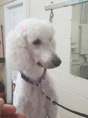 Cute poodle