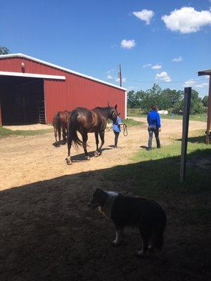 Walking the horses back to the pasture