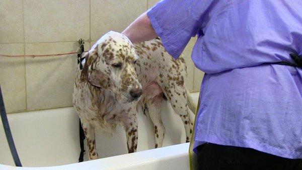 Joan is so good at making your pet feel at ease, even in the tub!