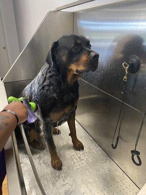 Rottweiler bath