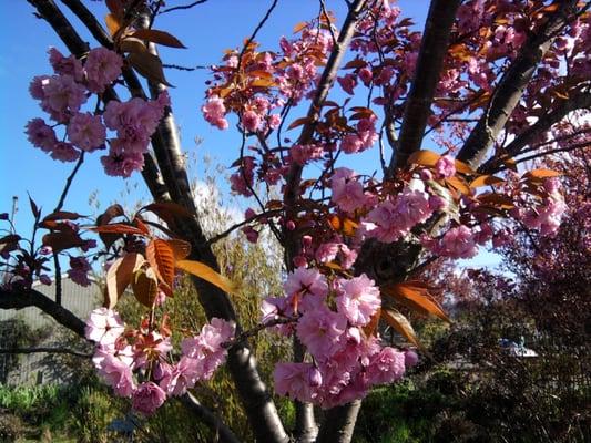 Tree in spring