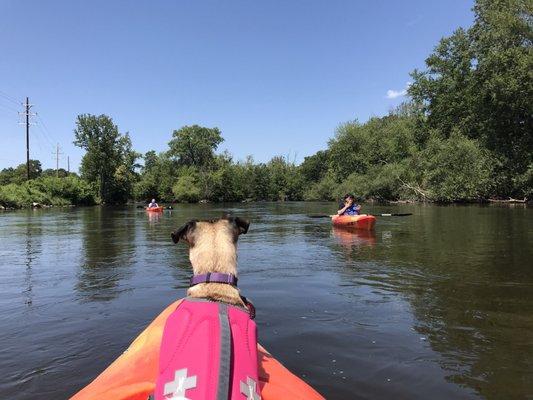 My lil bb pup Sofia loved the kayak ride!!