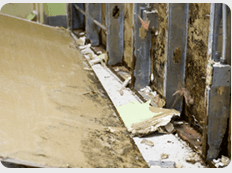 Mold Remediation