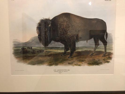 American Bison or Buffalo by John James Audubon artist and John T Bowen lithographer