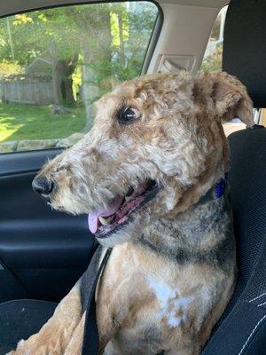 Happy, freshly groomed dog!